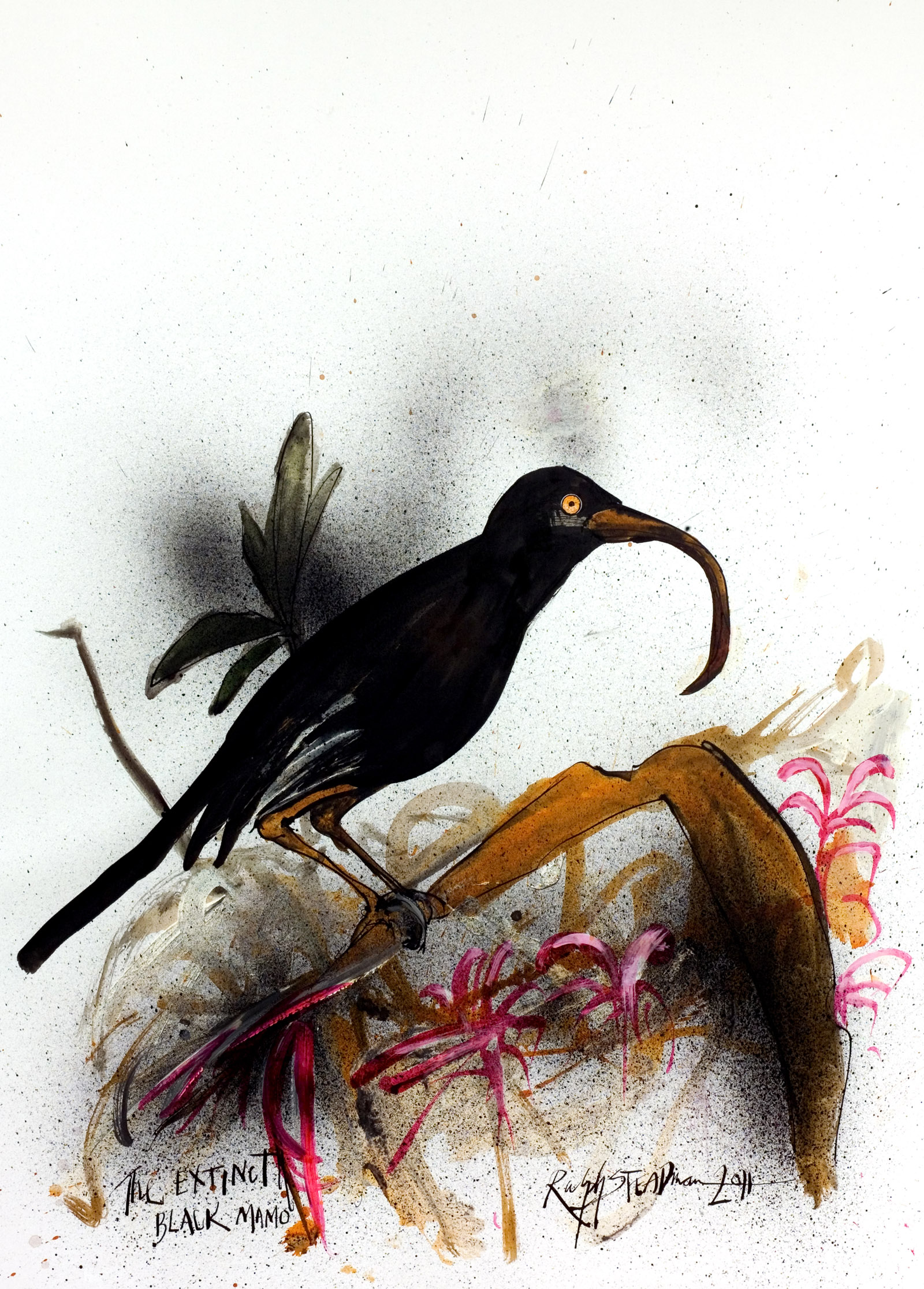 Illustrations of extinct birds by Ralph Steadman for his his first collaboration with Gonzovationist, Ceri Levy